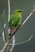 fire-tailed-myzornis-(Myzornis-pyrrhoura)