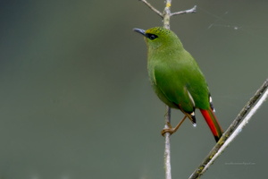 fire-tailed-myzornis-(Myzornis-pyrrhoura)02