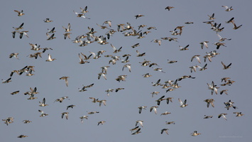 Garganey-(Anas-querquedula)01