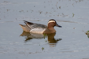 Garganey-(Anas-querquedula)02
