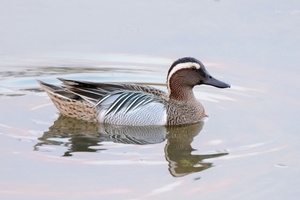 Garganey-(Anas-querquedula)04