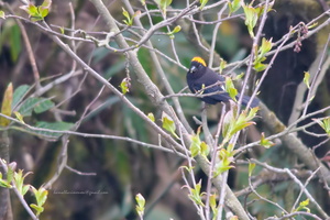 Golden-naped-Finch-(Pyrrhoplectes-epauletta)