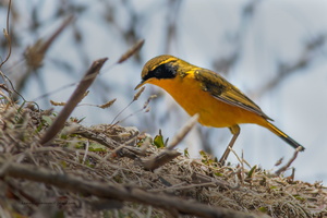 Golden-Bush-Robin-(Tarsiger-chrysaeus)