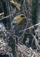 Golden-Bush-Robin-(Tarsiger-chrysaeus)01
