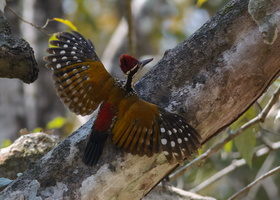 greater-goldenback(Chrysocolaptes-guttacristatus-)