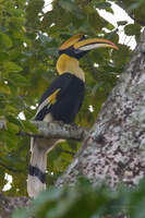 Great-hornbill-(Buceros-bicornis)