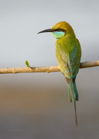 Green-Bee-eater-(Merops-orientalis)02