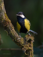 Green-backed-Tit-(Parus-monticolus)01
