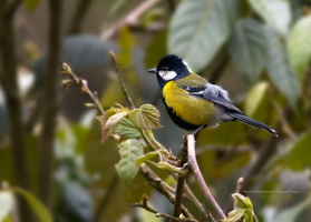 Green-backed-Tit-(Parus-monticolus)