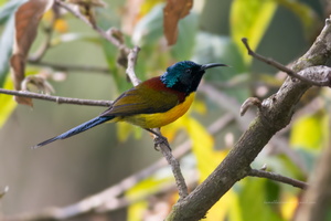 Green-tailed-Sunbird-(Aethopyga-nipalensis)