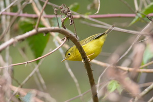 Green-crowned-Warbler-(Seicercus-burkii)