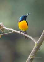 Green-tailed-Sunbird-(Aethopyga-nipalensis)01