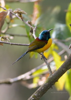 Green-tailed-Sunbird-(Aethopyga-nipalensis)02