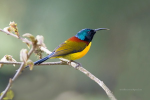 Green-tailed-Sunbird-(Aethopyga-nipalensis)03