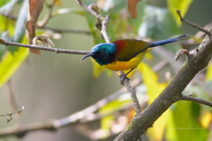 Green-tailed-Sunbird-(Aethopyga-nipalensis)06