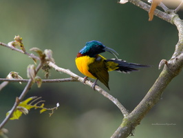 Green-tailed-Sunbird-(Aethopyga-nipalensis)04