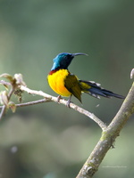 Green-tailed-Sunbird-(Aethopyga-nipalensis)05