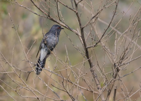 Grey-bellied-Cuckoo(Cacomantis-passerinus)