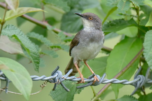 grey-breasted-prinia-(Prinia-hodgsonii)