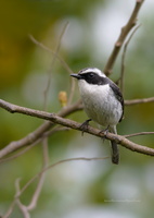 Grey-Bush-Chat-(Saxicola-ferreus)01