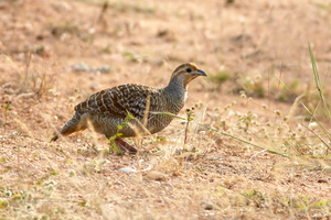 Grey-Francolin-(Francolinus-pondicerianus)