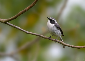 Grey-Bush-Chat-(Saxicola-ferreus)