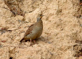 Grey-Francolin-(Francolinus-pondicerianus)01