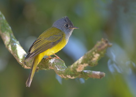 Grey-headed-flycatcher-(Culicicapa-ceylonensis)02