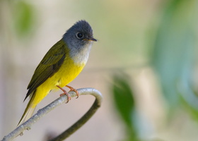 Grey-headed-flycatcher-(Culicicapa-ceylonensis)01