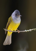 Grey-headed-flycatcher-(Culicicapa-ceylonensis)