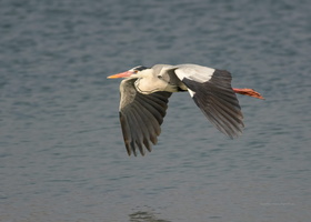 Grey-Heron-(Ardea-cinerea)03