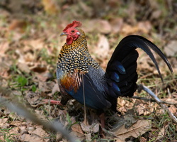 grey-junglefowl-(Gallus-sonneratii)01