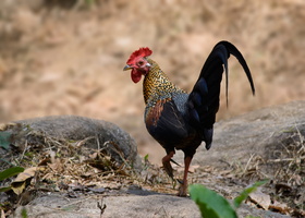 grey-junglefowl-(Gallus-sonneratii)