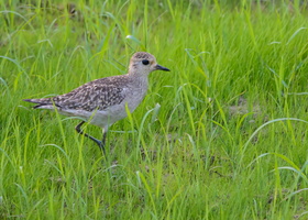 grey-plover-(Pluvialis-squatarola)
