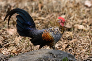 grey-junglefowl-(Gallus-sonneratii)02