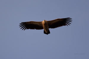 Himalayan-Griffon-Vulture-(Gyps-himalayensis)