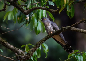 Himalayan-cuckoo-(Cuculus-saturatus)