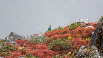 Himalayan-monal-(Lophophorus-impejanus)