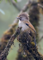 Hoary-throated-Barwing-(Actinodura-nipalensis)01