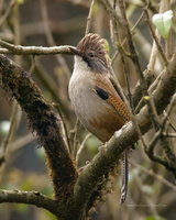 Hoary-throated-Barwing-(Actinodura-nipalensis)02