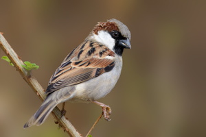 House-sparrow-(Passer-domesticus)