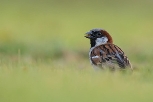 House-sparrow-(Passer-domesticus)01