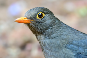 Indian-blackbird-(Turdus-simillimus)01
