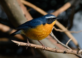 Indian-blue-robin-(Luscinia-brunnea)01