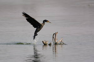 Indian-Cormorant-(Phalacrocorax-fuscicollis)01