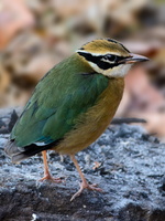 Indian-pitta-(Pitta-brachyura)