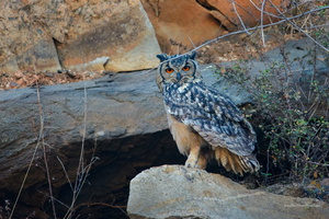 Indian-Eagle-Owl(Bubo-bengalensis)01