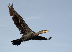 Indian-Cormorant-(Phalacrocorax-fuscicollis)02