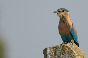 Indian-Roller-(Coracias-benghalensis)05