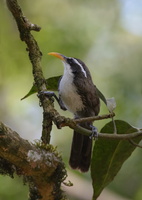 Indian-scimitar-babbler-(Pomatorhinus-horsfieldii)